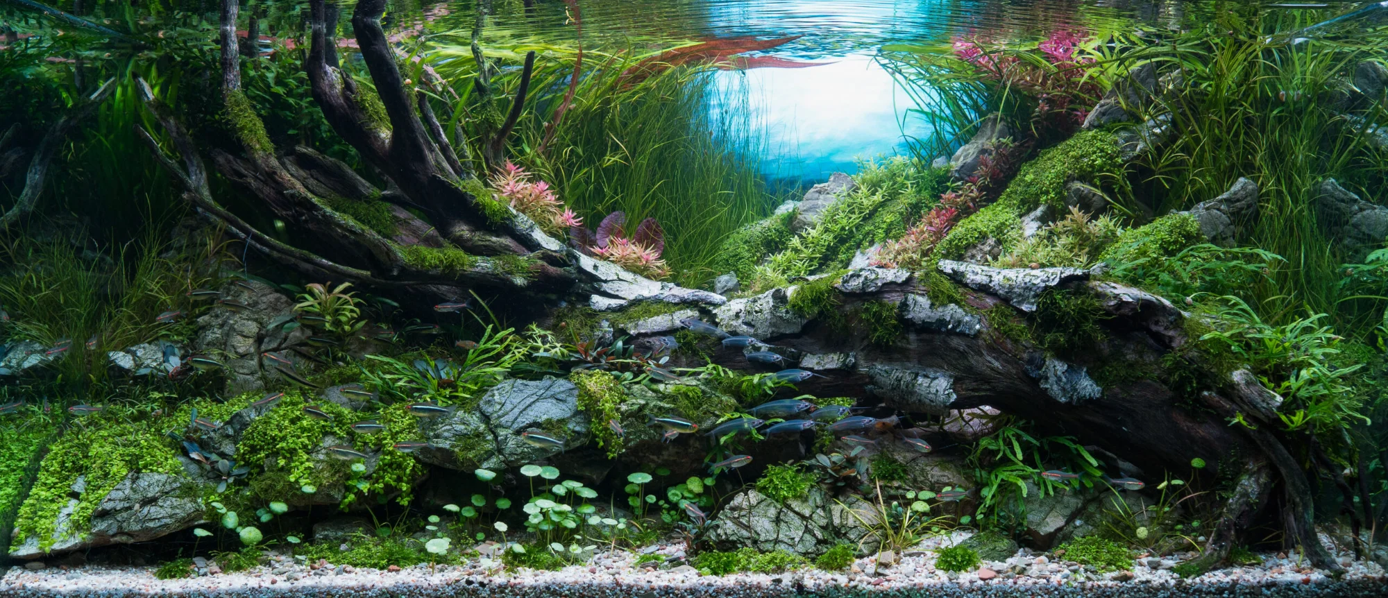 Aquascape în stil Nature